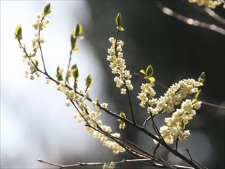 アオモジ